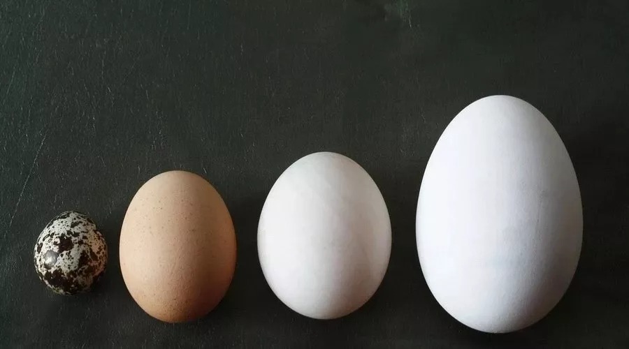 鹅蛋发育对照图图片
